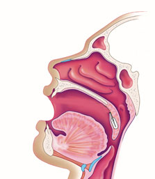 Synaptic Resources - Ear, Nose, Throat Surgery IOM